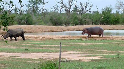 Elephant Vs Rhino Vs Hippo