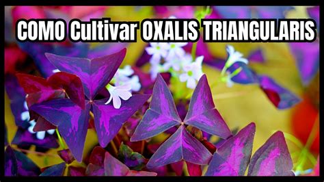 Trevo Roxo Ou Oxalis Triangularis Cuidados E Propaga O Youtube