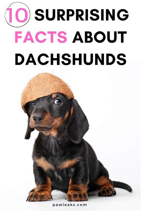 The Dachshund also called Doxin Dog or short Doxen is known for his famous short legs and long ...