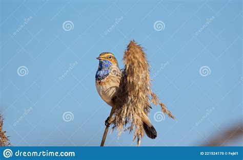 White Spotted Bluethroat Luscinia Svecica Cyanecula On A Reed Stalk