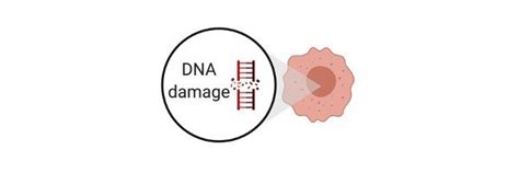 Comet Assay Full Protocol To Assess Dna Damage In Cells