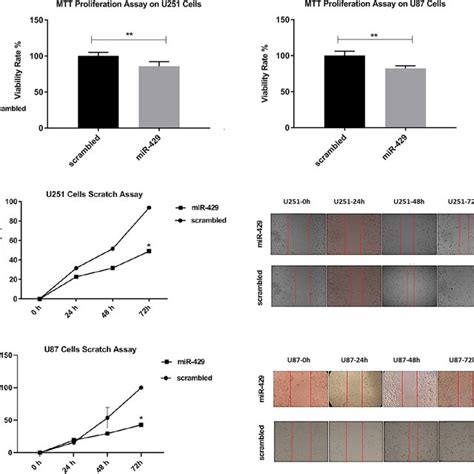 A Mtt Proliferation Assay Shows A Significant Decrease In The Viability