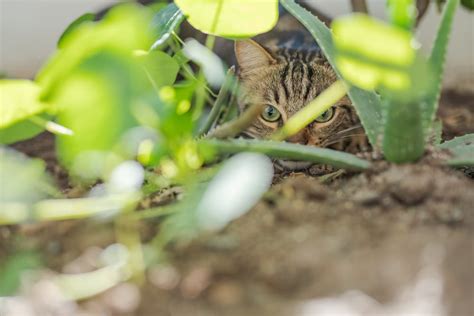 What Plants Do Cats Hate Full List Pests Banned