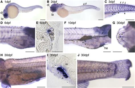 Ontogeny And Nutritional Control Of Adipogenesis In Zebrafish Danio