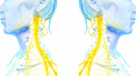 How do you know if you have a pinched nerve in your neck? - NeckCheckUp