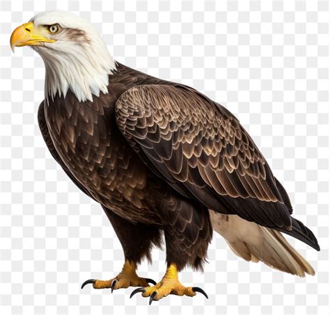 American Bald Eagle Images Free Photos Png Stickers Wallpapers