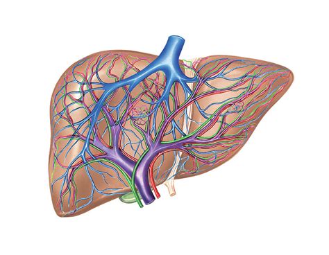 Hepatic Vessels And Ducts 1 Photograph By Asklepios Medical Atlas Pixels