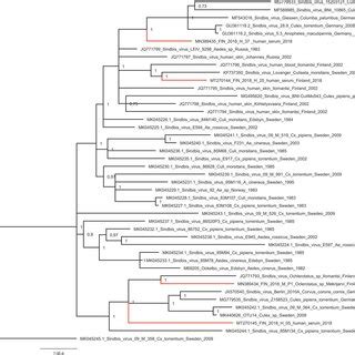 Phylogenetic Tree Based On Complete Coding Sequences Of Sinv Sinv