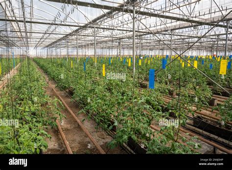 Rows Of Various Tomatoes Growing Inside Greenhouse In Almeria The