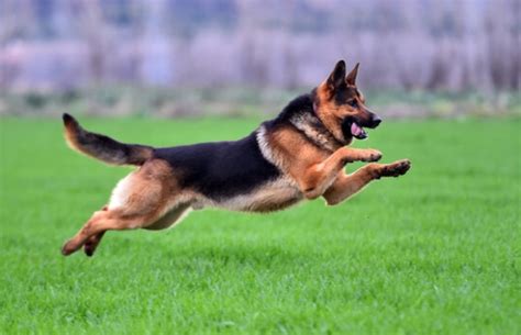pastor aleman dog - dvguy