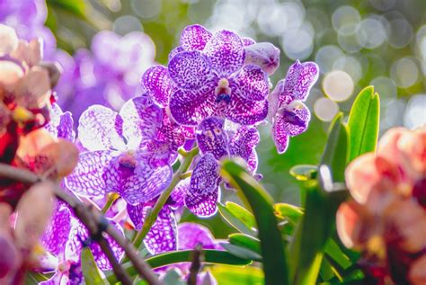 So Bringen Sie Ihre Vanda Orchidee Zum Bl Hen