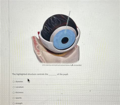 Solved The Highlighted Structure Controls The Of The Pupil Chegg