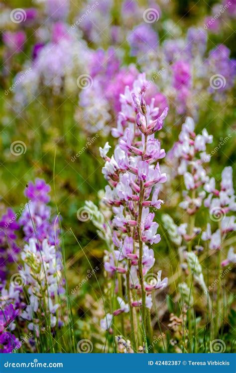 Colorado Mountain Wildflowers Stock Image - Image of blooming ...