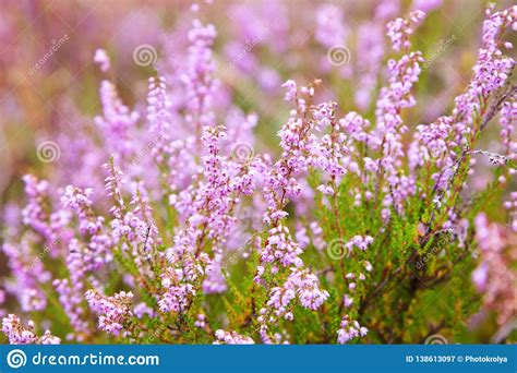 Grupo Do Calluna Escocês Roxo Vulgar Erica Da Urze Arbusto Da Molva