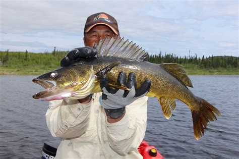 How To Catch The Shallow Water Walleye That Most Anglers Overlook