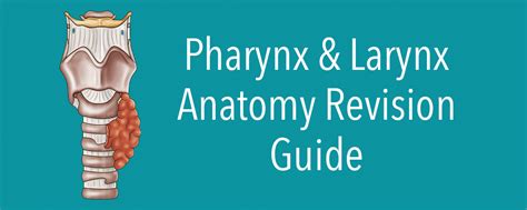 Pharynx And Larynx Anatomy Revision Anatomystuff