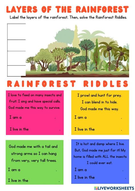 Layers Of The Rainforest Diana Pyatigorsky Worksheets Library