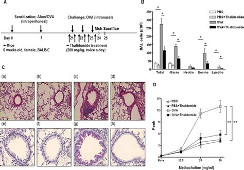 Effects Of Thalidomide On Lung Inflammation And AHR By Allergen