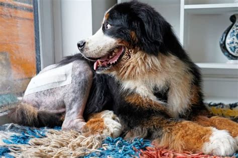 FHO Surgery in Dogs | Kinston Vets