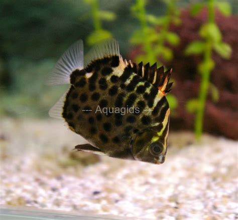 Scatophagus Argus Atromaculatus