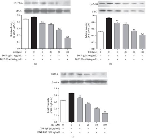 Figure From Inhibitory Effect Of Methyleugenol On Ige Mediated