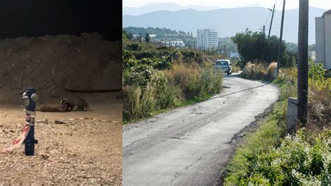 Slobodna Dalmacija VIDEO Splićanka sinoć usred kvarta snimila žestoku