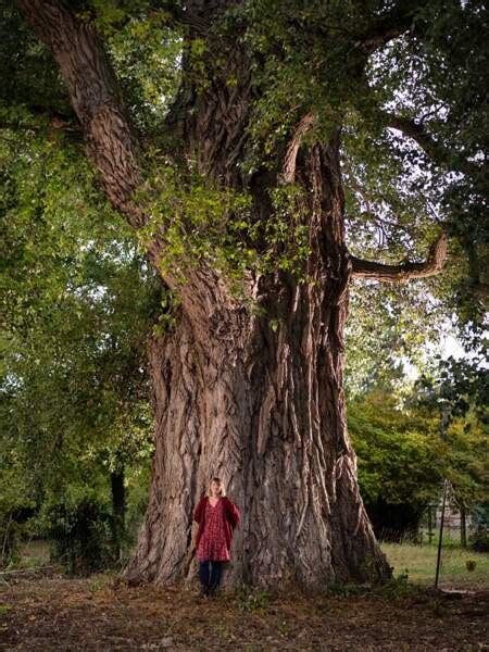 Votez Pour Les Plus Beaux Arbres Français De Lannée 2020 Geo