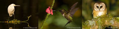 Aves De México Biodiversidad Mexicana