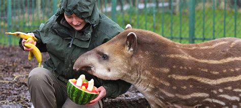 Enjoy a Zookeeper Experience | Lake District Wildlife Park