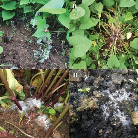 Colony Morphology And Sclerotia Production Of Selected Fungi On Potato