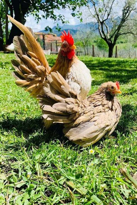 Serama Chicken: History, Size, Eggs, Health and Care