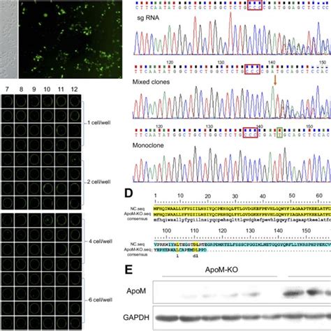 CRISPR Cas9 Mediated ApoM Knocking Out In SMMC7721 Cells A The