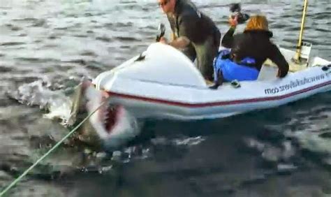 Terrifying Moment Great White Shark Attacks Small Boat With 3 Heathens