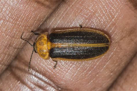 Makunda Insects-4938 - Asymmetricata circumdata | Location: … | Flickr