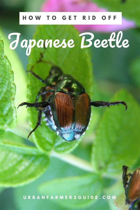 Japanese Beetles The 4 Easy Methods To Get Rid Off Japanese Beetles