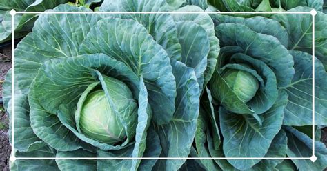 Cabbage Companion Plants: 30+ Great Pairings