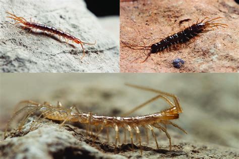 Three lithobiomorph centipede species found in Slovenian caves.... | Download Scientific Diagram