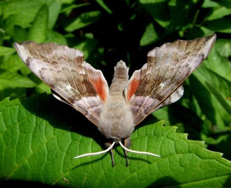 Poplar Hawk Moth– Identification, Life Cycle, Facts & Pictures