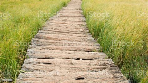 Beautiful Lonely Wooden Road Through The Swamp Long Sedge Along The