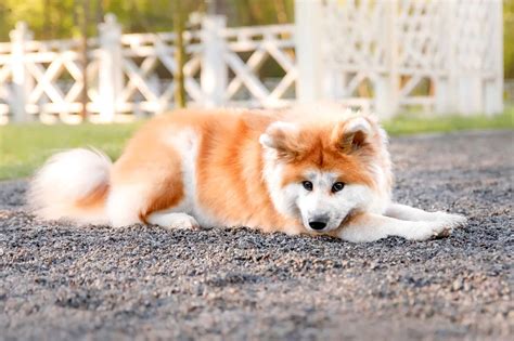 Long-Haired Akita: Do Long Coat Akitas Really Exist?