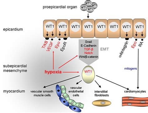 Frontiers Oxygen Dependent Gene Expression In Development And Cancer Lessons Learned From The