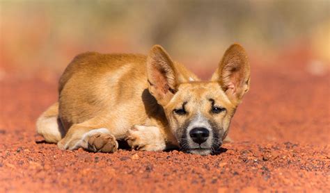 Photographing The Dingoes Of The Great Sandy Desert Australian Geographic