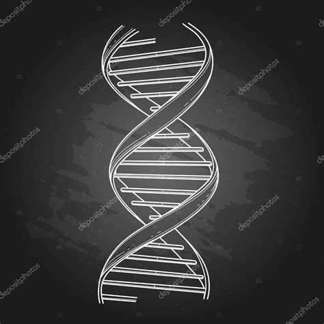 Graphic Dna Structure Stock Vector By ©homunkulus28 114376676