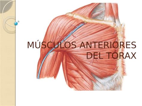 PPTX Músculos anteriores del tórax DOKUMEN TIPS