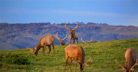 Marin County’s Best Tours Await - The Best in Marin Collection | Marin Convention & Visitors Bureau