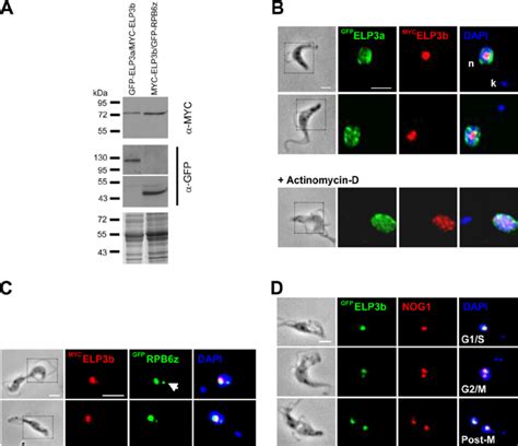 ELP3b Localizes To The Nucleolus But Is Not Detected In The ESB In