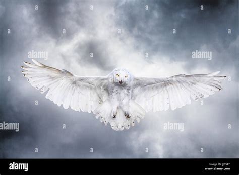 Harry Potter Hedwig Flying