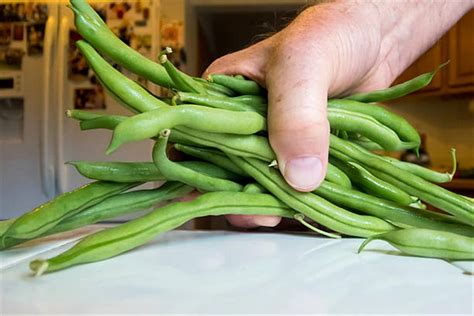 Benefits Of Green Beans For Sex The Concerto World Today News