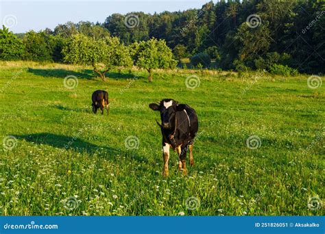 Black And White Cows Grazing On Green Meadow Near By Forest Stock Image