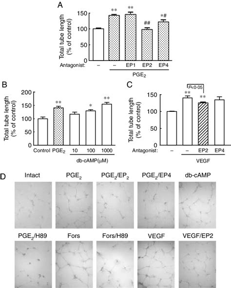 Effects Of The Prostanoid Ep Receptor Antagonist On Pge Or